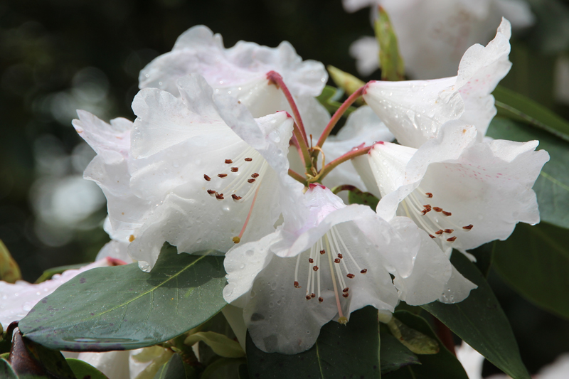 Weisse Rhododendron