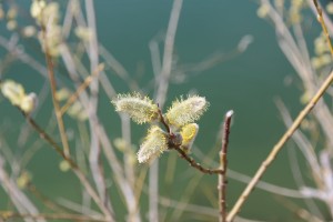 Ast