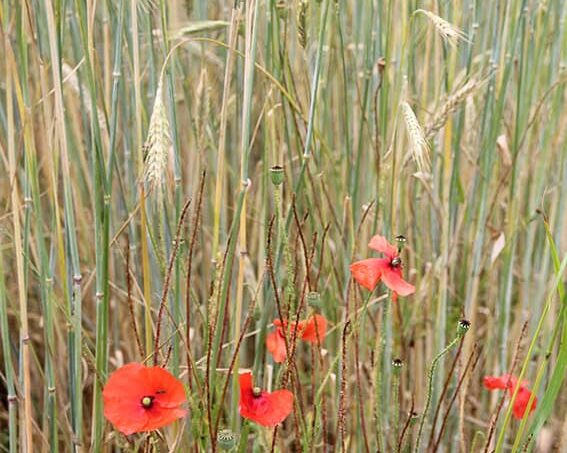 Mohn Mohnfelder