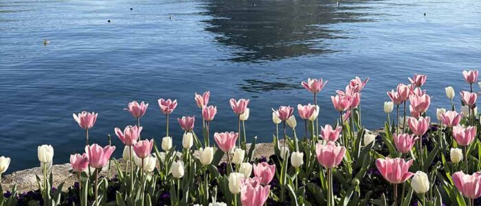 Blumen_klein Die Tulpen blühen und schaukeln im Wind